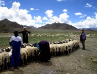 Grazing sheeps 